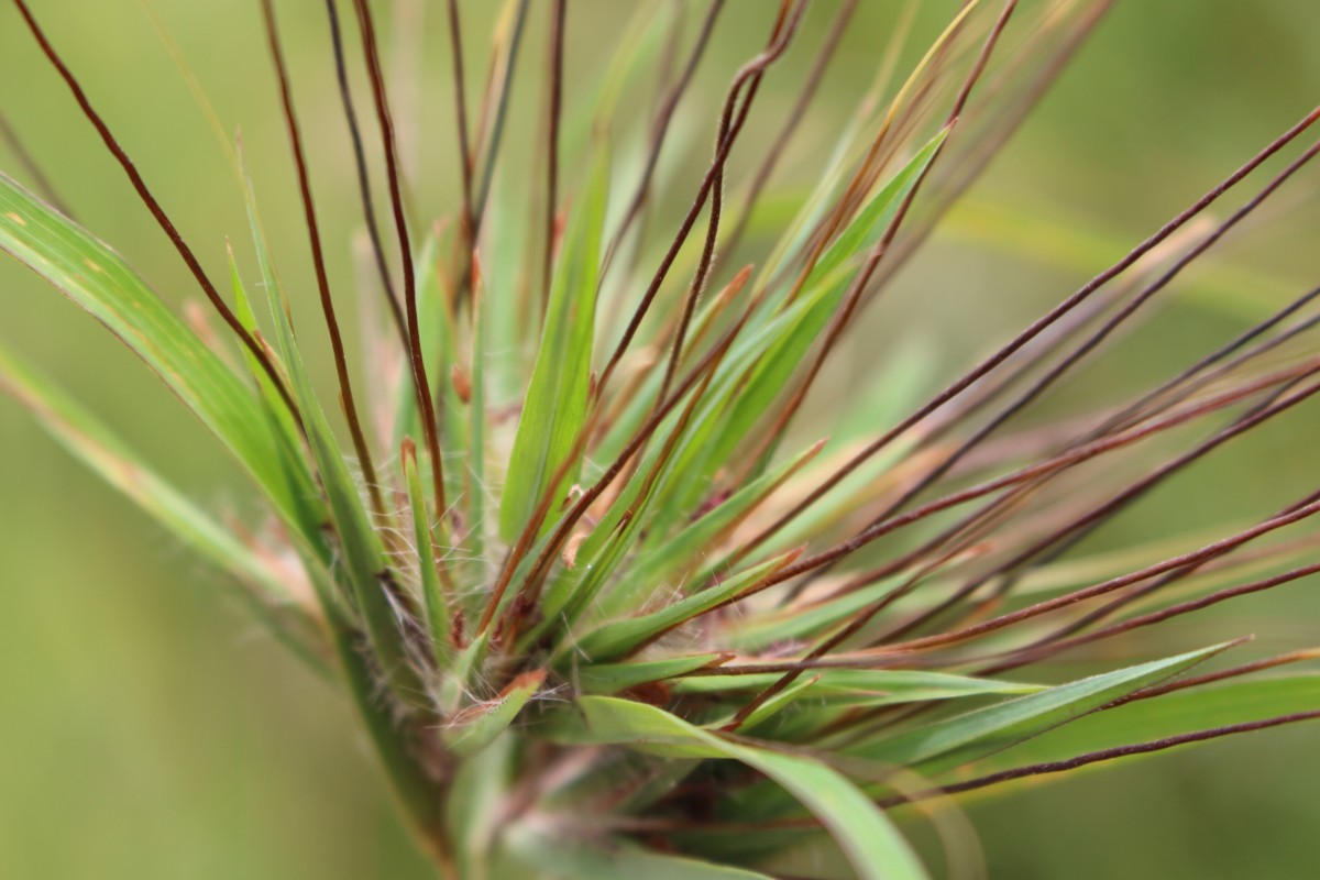 Themeda tremula (Nees ex Steud.) Hack.